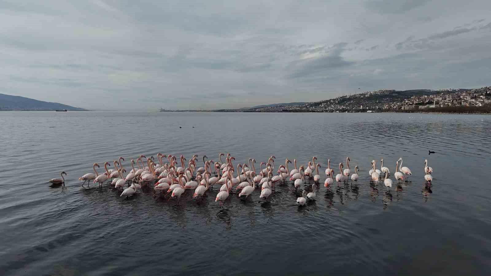 izmit korfezine flamingo akini sayilari katlandi 1 ipNDIiq5