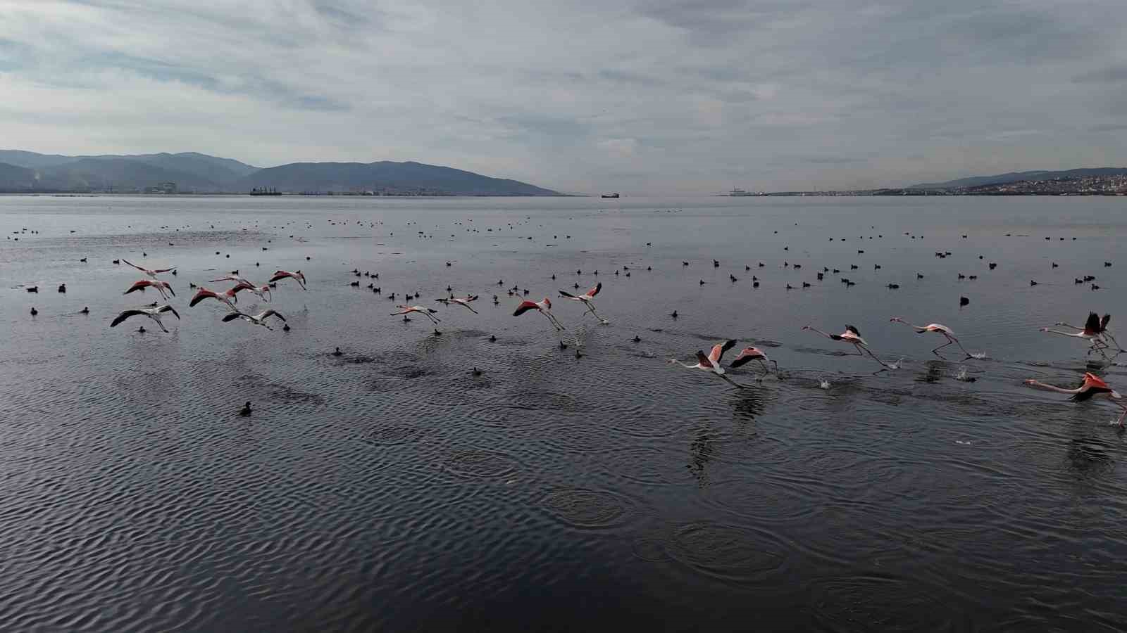 izmit korfezine flamingo akini sayilari katlandi 2 BS846zMY