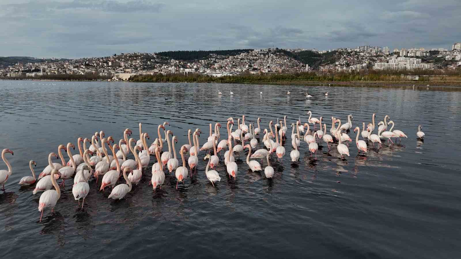 izmit korfezine flamingo akini sayilari katlandi 3 nQcqsrsy