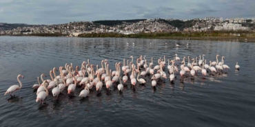 izmit-korfezine-flamingo-akini-sayilari-katlandi-V1W1We4d.jpg