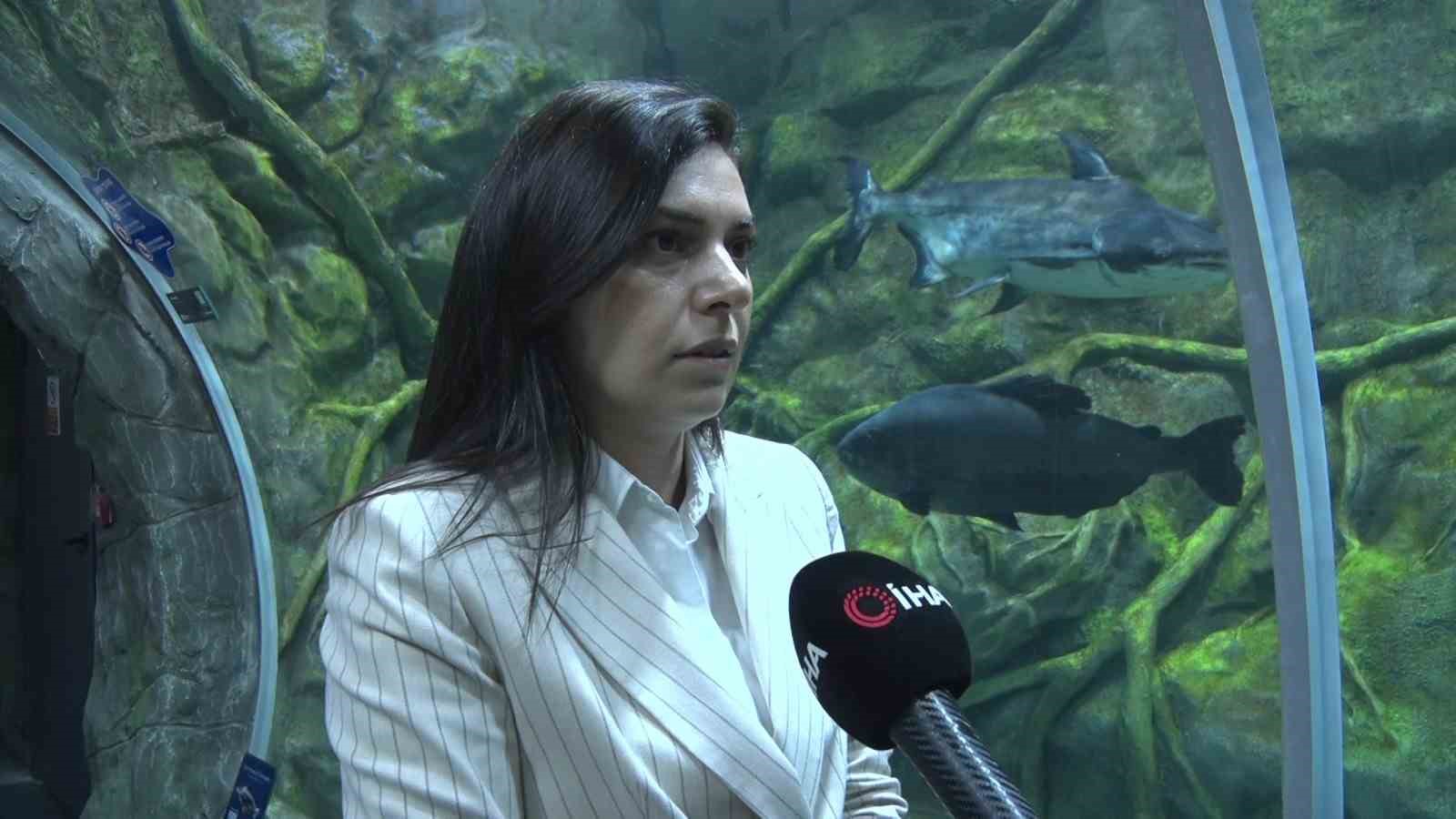 izmit korfezinin derinliklerinden akvaryum vitrinine 6