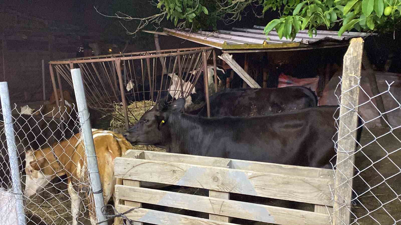 izmitte sera yangini 800 saman balyasi kule dondu 5 yrrdQwO1