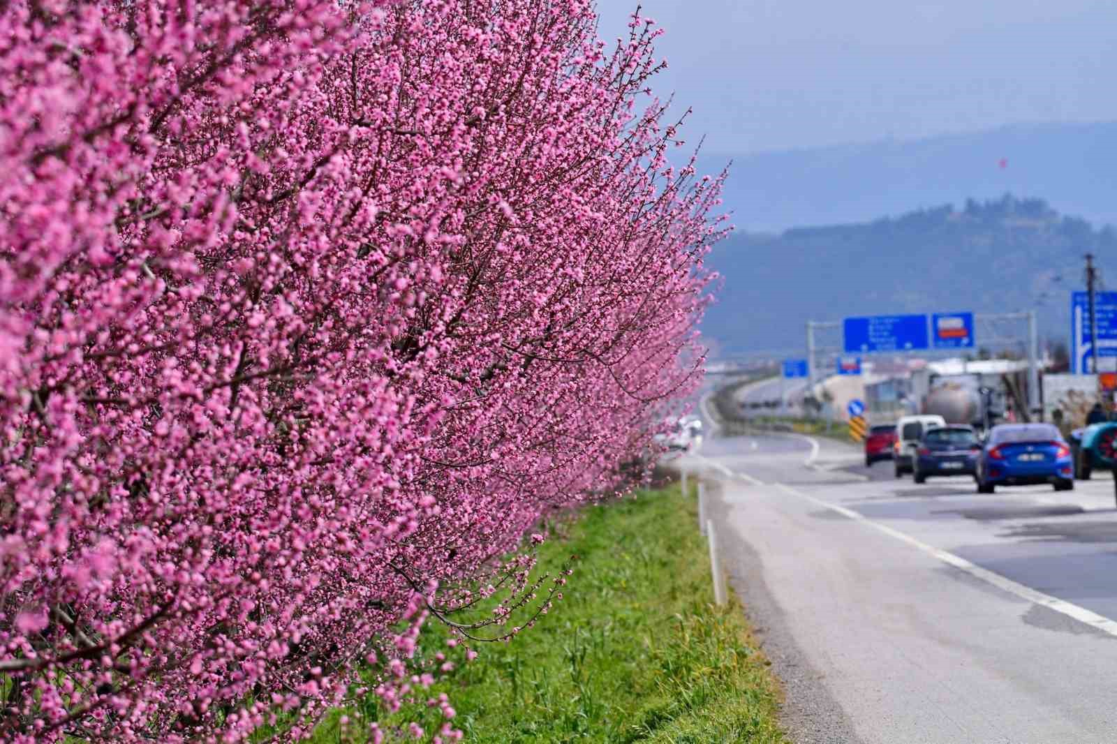 İznik Ovası’nda bahar şöleni : Şeftali bahçeleri kartpostallık görüntüler oluşturdu 5 iznik ovasinda bahar soleni seftali bahceleri kartpostallik goruntuler olusturdu 1 QEKAaq39