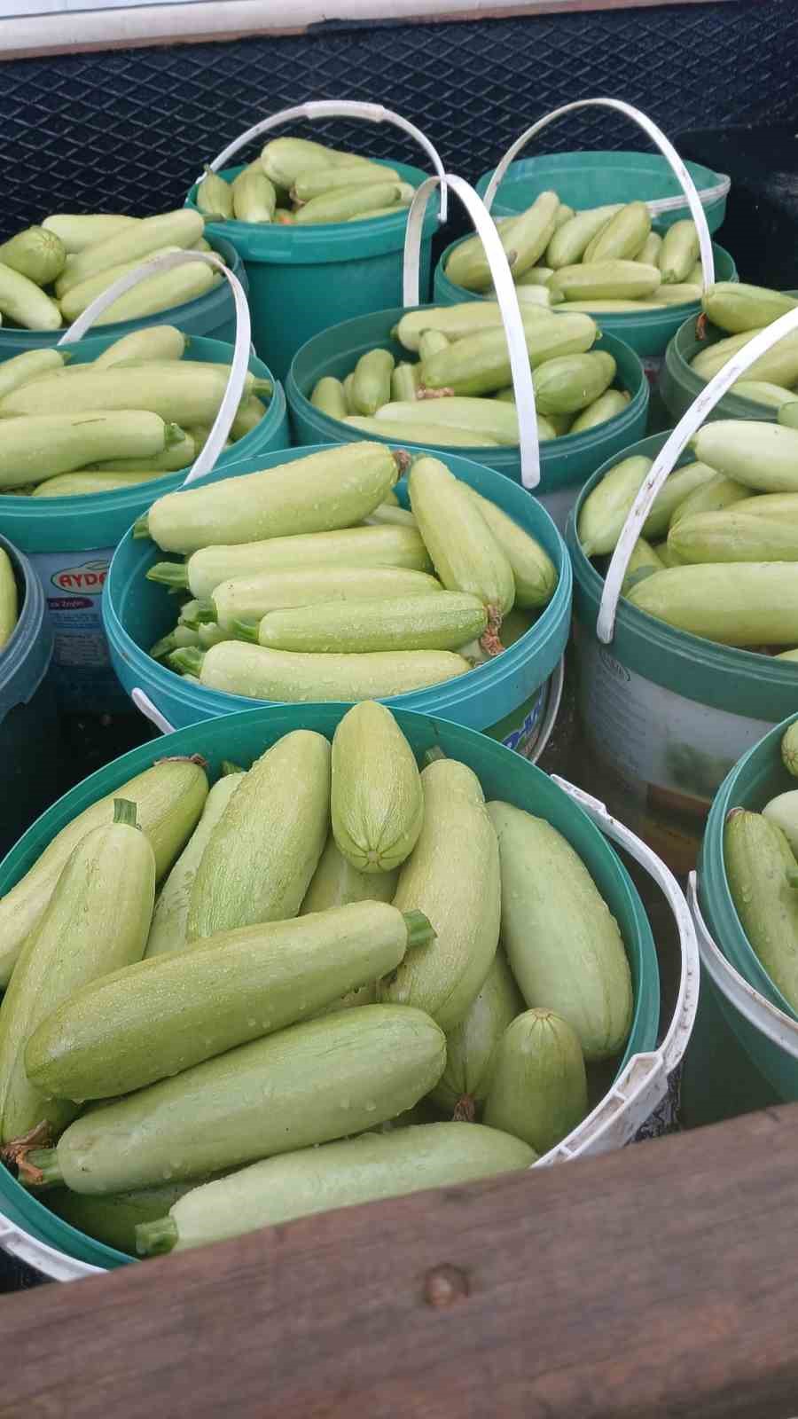 iznikte mevsimin ilk kabak hasadi 4 ClZpO56q