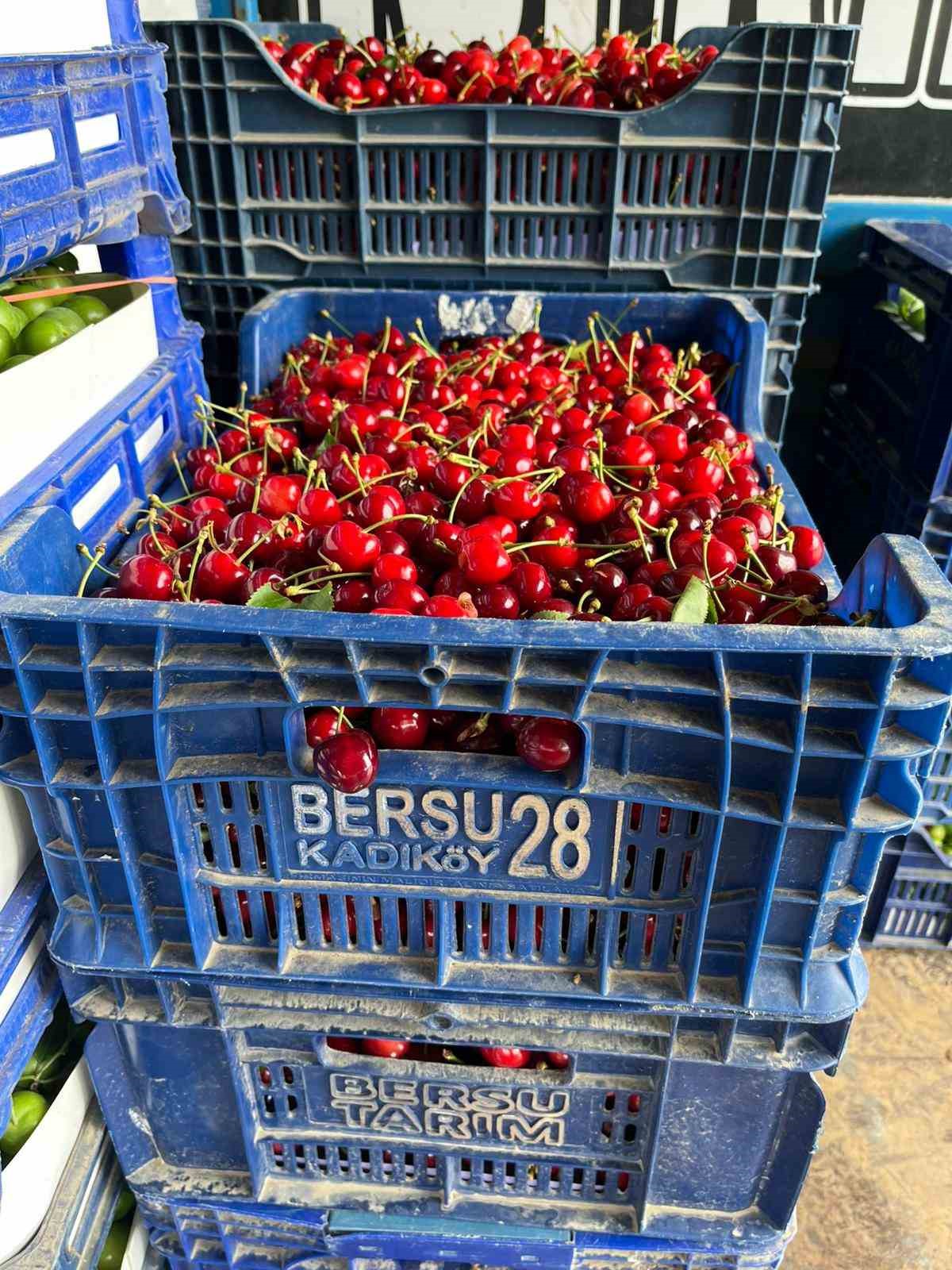 iznikte mevsimin ilk karabodur kirazi hasadi basladi 2