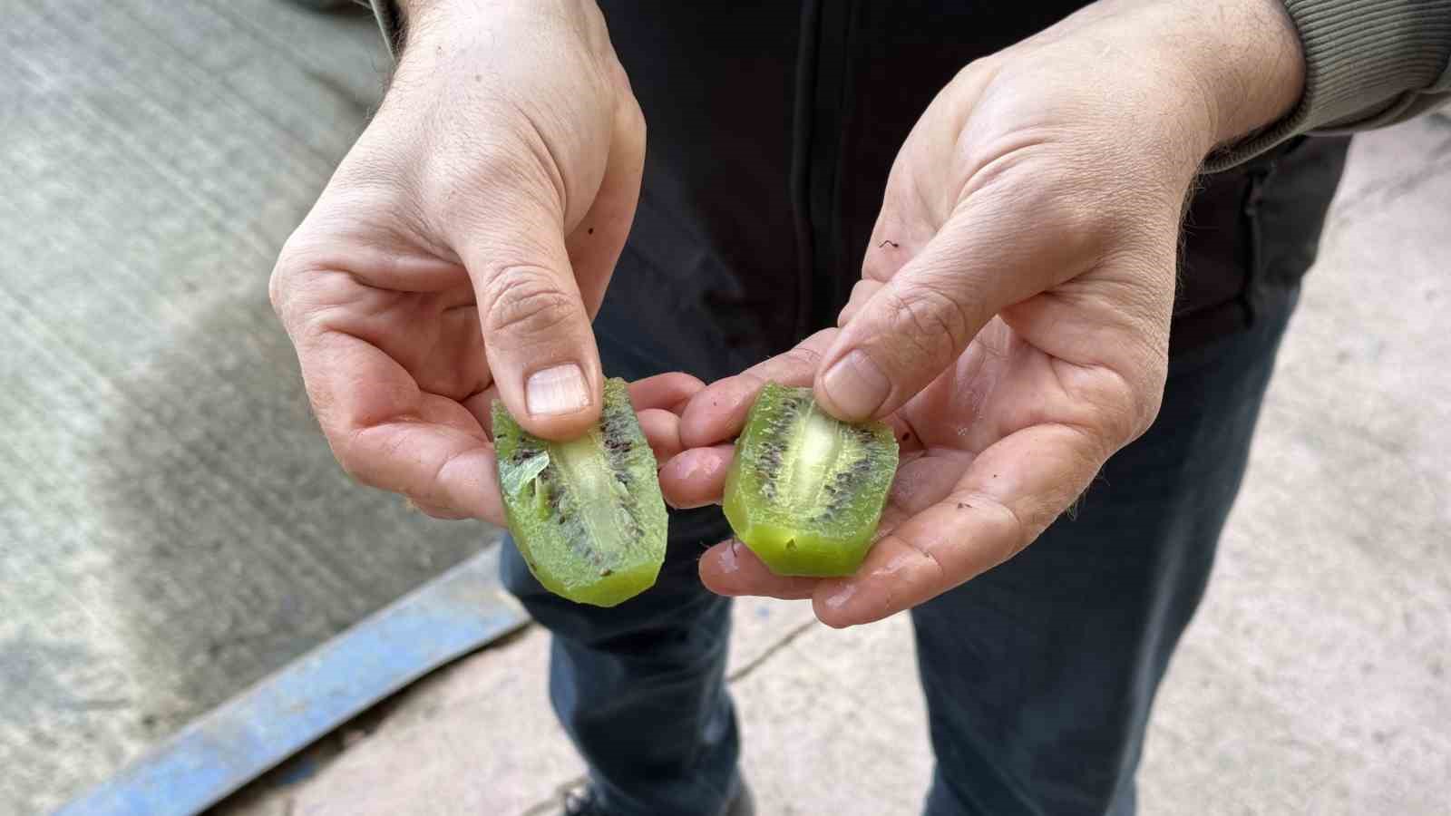 iznikte yetistirilen dev kiviler agirliklariyla rekor kirdi avrupa pazarinin dikkatini cekti 5
