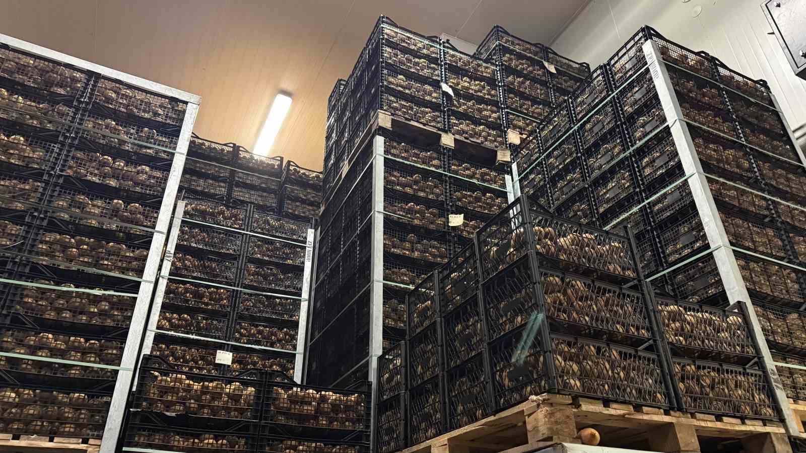 iznikte yetistirilen dev kiviler agirliklariyla rekor kirdi avrupa pazarinin dikkatini cekti 6