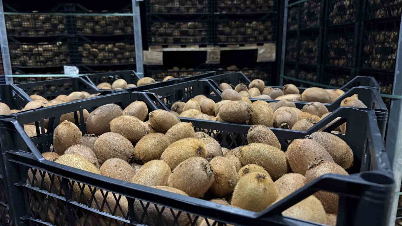 iznikte yetistirilen dev kiviler agirliklariyla rekor kirdi avrupa pazarinin dikkatini cekti 7 ErZLz1PR