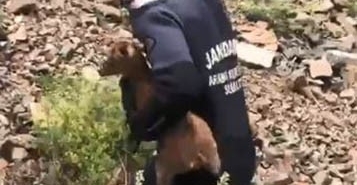 jak-dalgiclari-sarp-yamacta-mahsur-kalan-yavru-keciyi-kurtardi-KIFyFmkg.jpg