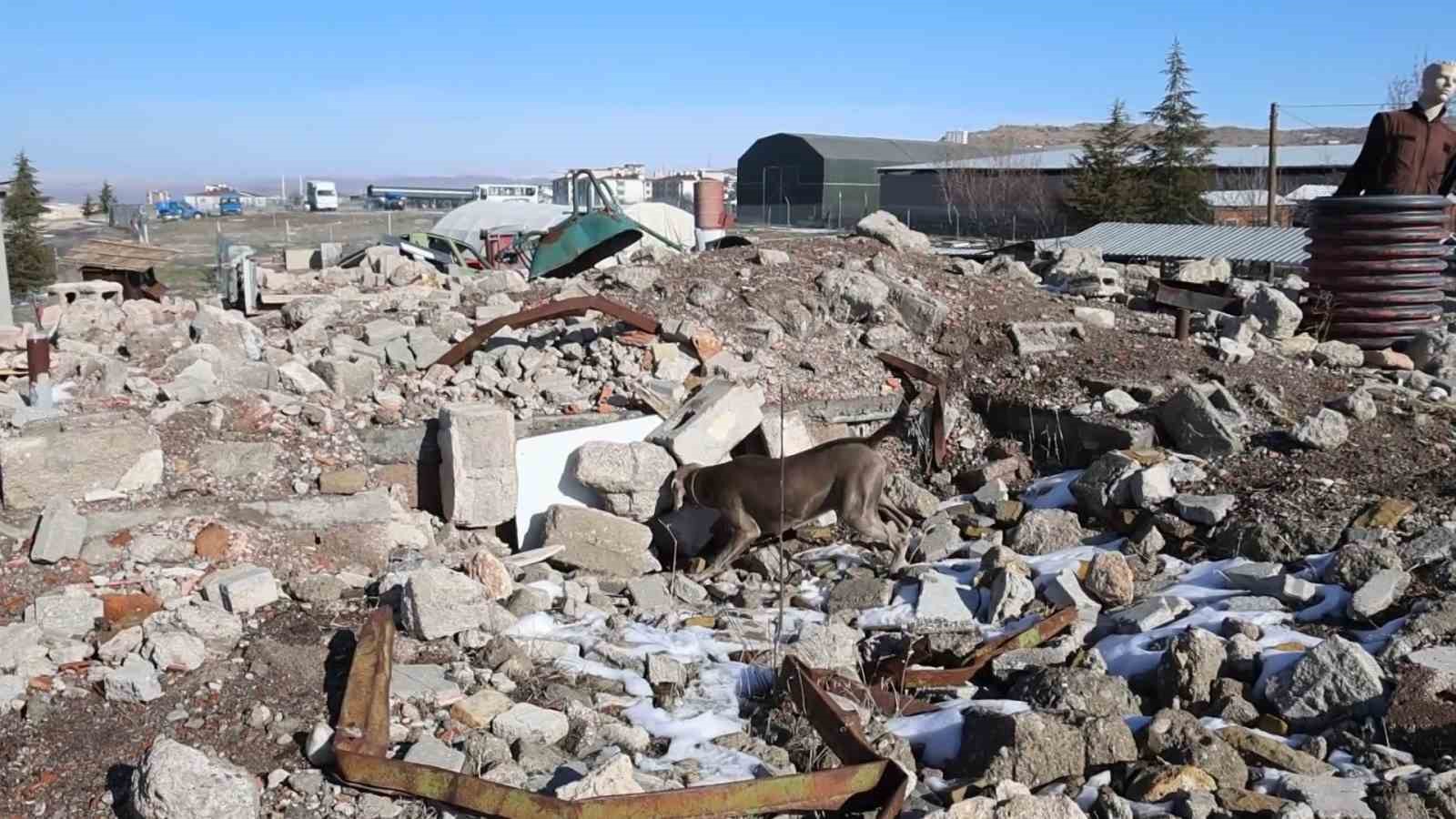 JAKEM’de deprem sonrası umut arayan patiler 6 jakemde deprem sonrasi umut arayan patiler 2 AP8jErpH