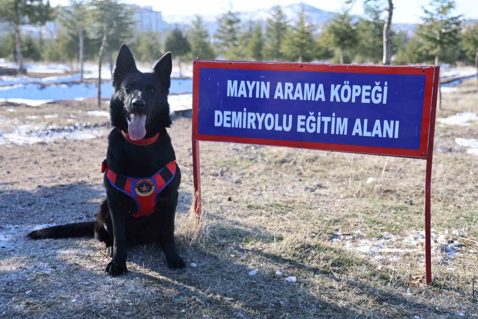 jakemde gorev kopekleri zorlu gorevlere hazirlaniyor 1 82r247TU