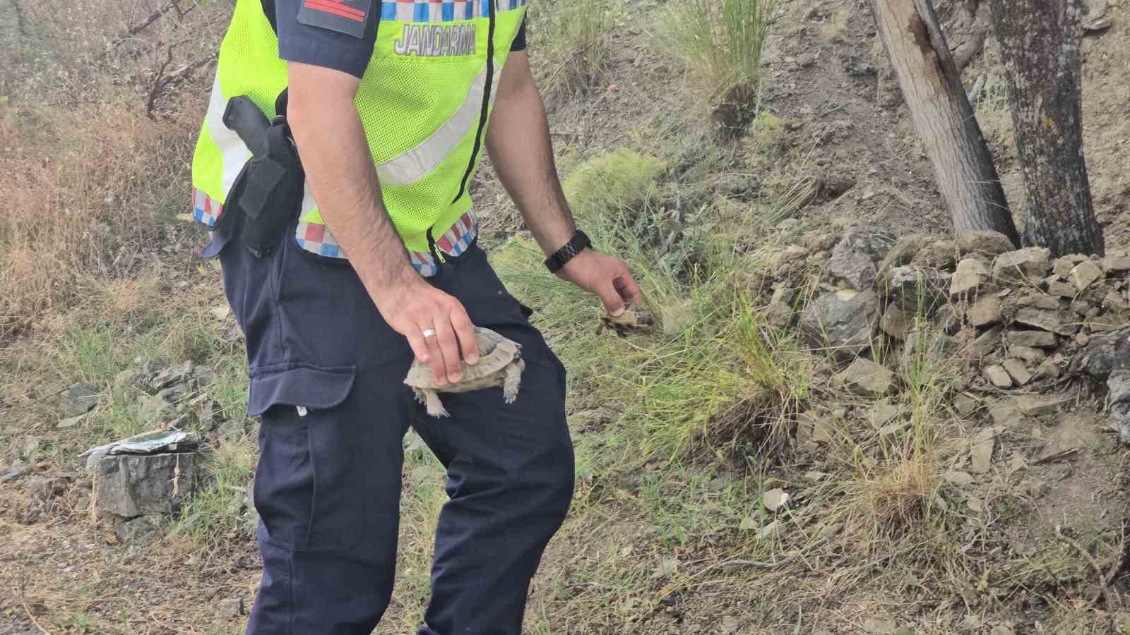 Jandarma, alevlerin arasındaki kaplumbağa ve yavrularını kurtardı 14 jandarma alevlerin arasindaki kaplumbaga ve yavrularini kurtardi 10 DnULgbQQ