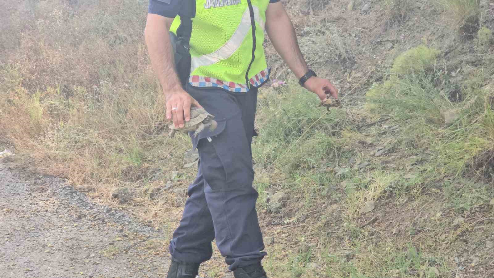 Jandarma, alevlerin arasındaki kaplumbağa ve yavrularını kurtardı 11 jandarma alevlerin arasindaki kaplumbaga ve yavrularini kurtardi 7 vUfXgtBD