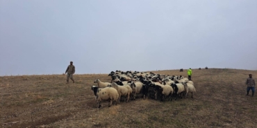jandarma-arazide-kaybolan-kucukbas-hayvanlari-bularak-sahibine-teslim-etti-R7ZmeLuJ.jpg