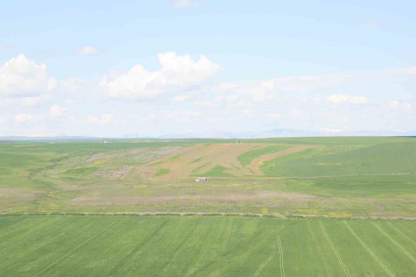 jandarma esliginde ektigi 250 donum tarla iddiaya gore akrabalari tarafindan ilaclanarak kurutuldu 3 cZeW7HR7