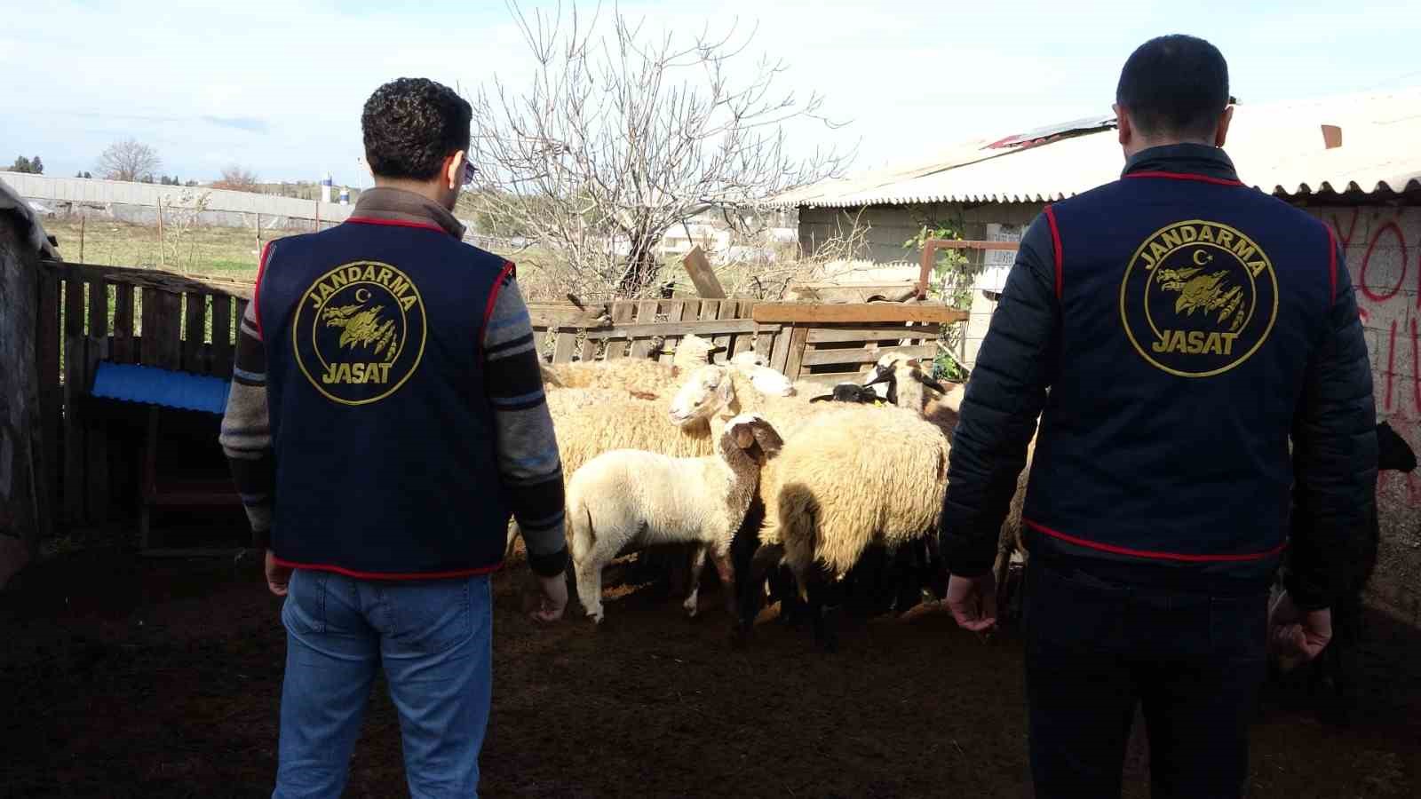 Jandarma kayıp 5 koyun için 3 iş yeri ve 9 meskene ait toplam 24 saatlik güvenlik kamerasını saniye saniye inceledi 10 jandarma kayip 5 koyun icin 3 is yeri ve 9 meskene ait toplam 24 1SgqTl4l