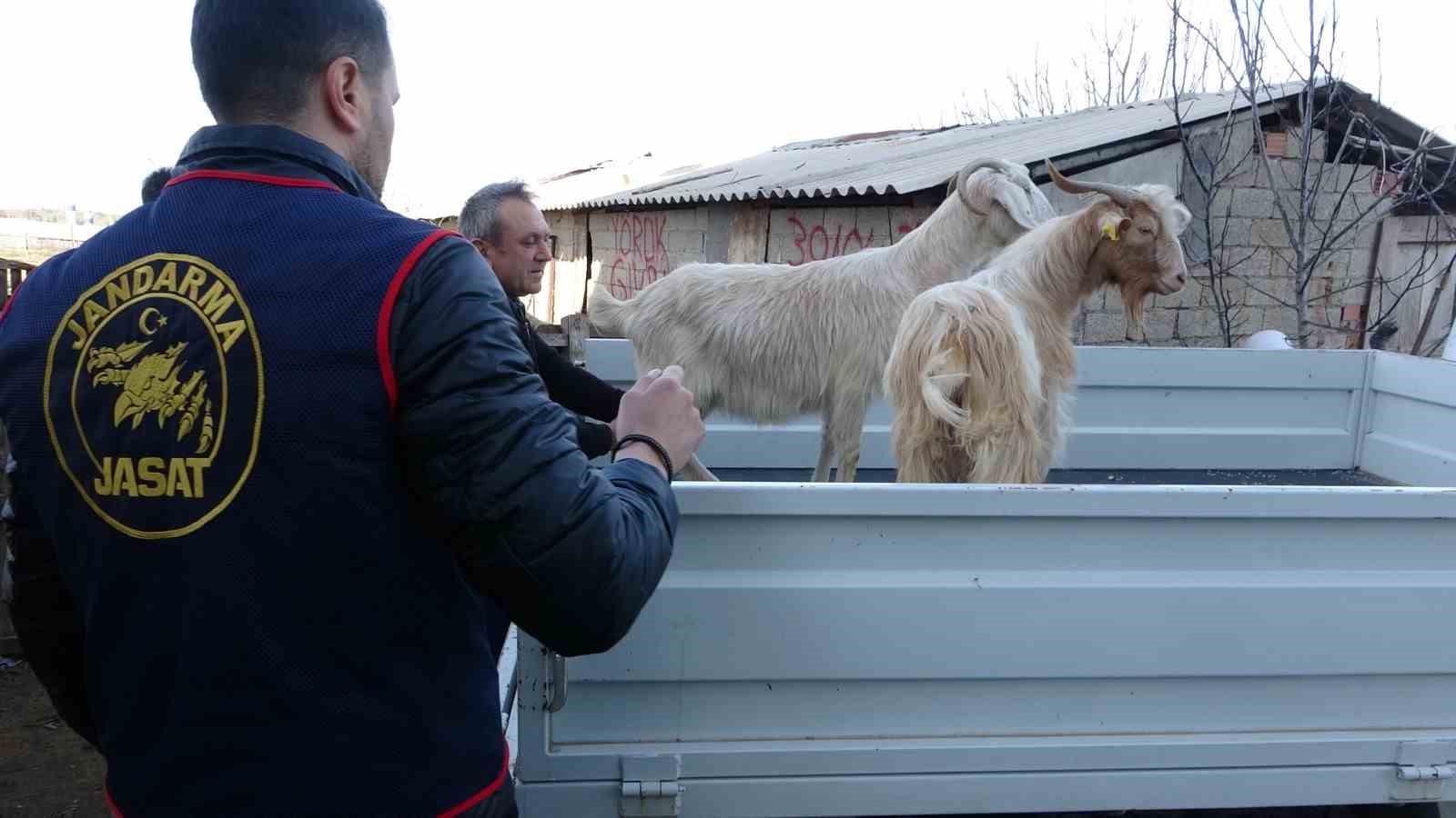 Jandarma kayıp 5 koyun için 3 iş yeri ve 9 meskene ait toplam 24 saatlik güvenlik kamerasını saniye saniye inceledi 6 jandarma kayip 5 koyun icin 3 is yeri ve 9 meskene ait toplam 24 LtjKyefE