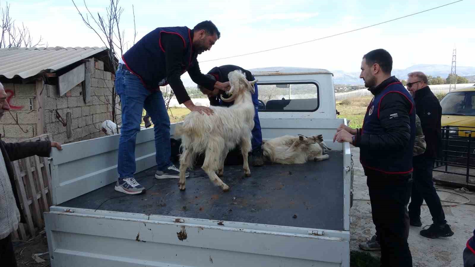 Jandarma kayıp 5 koyun için 3 iş yeri ve 9 meskene ait toplam 24 saatlik güvenlik kamerasını saniye saniye inceledi 9 jandarma kayip 5 koyun icin 3 is yeri ve 9 meskene ait toplam 24 UQ6aHKiq