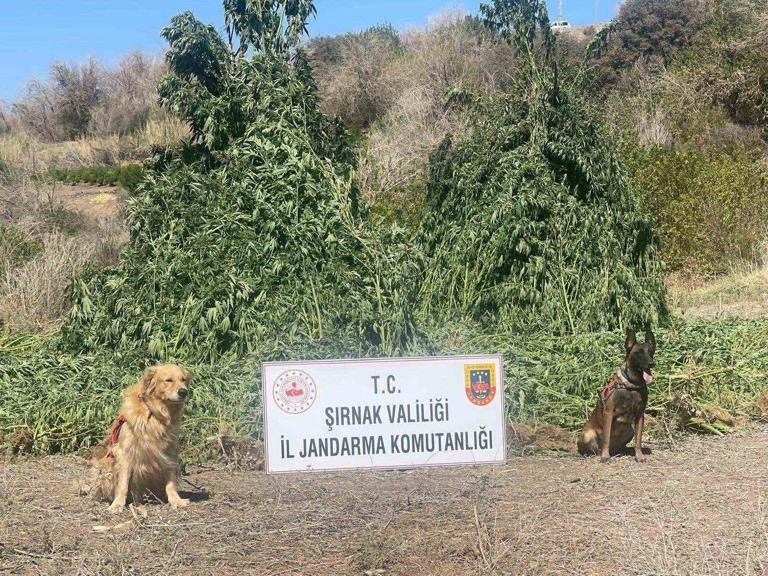 jandarmadan 2025te uyusturucuya tavizsiz savas 1 JrpHuZt4