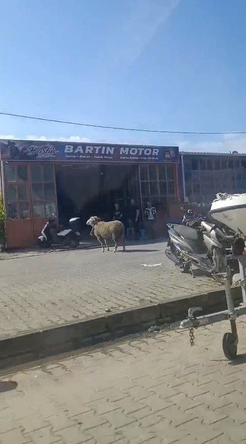 kacan kurbanlik kocu esnaf yakaladi 1