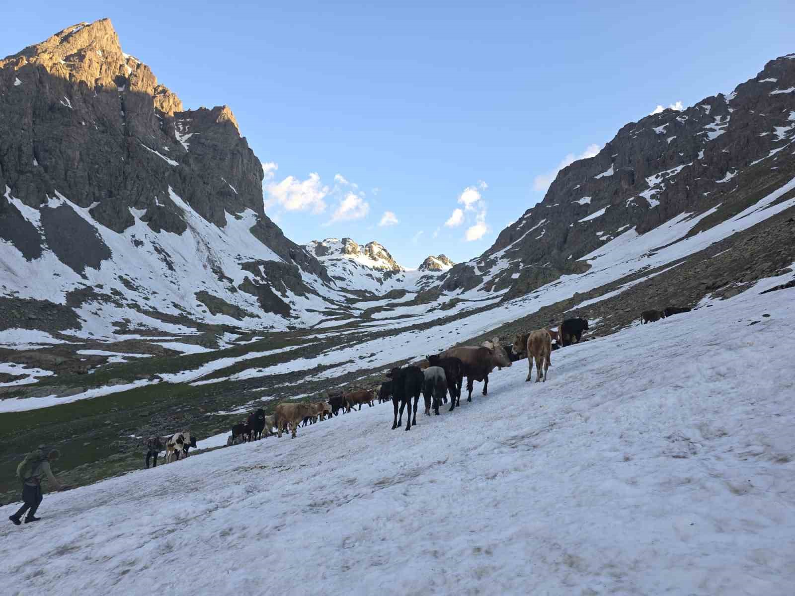 Kaçkarlar’da nefes kesen mücadele: ’Tarihi Öküz Göçü’ tamamlandı 15 kackarlarda nefes kesen mucadele tarihi okuz gocu tamamlandi 11 iWlkKddM