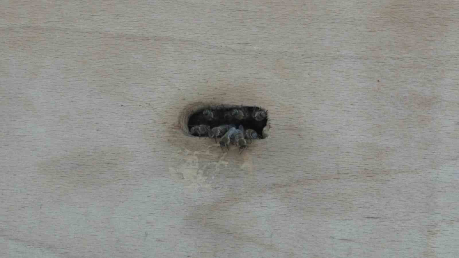 kadikoyde ilginc goruntu bakkalin onunde dev bal kovani 3 mBwjfZcr