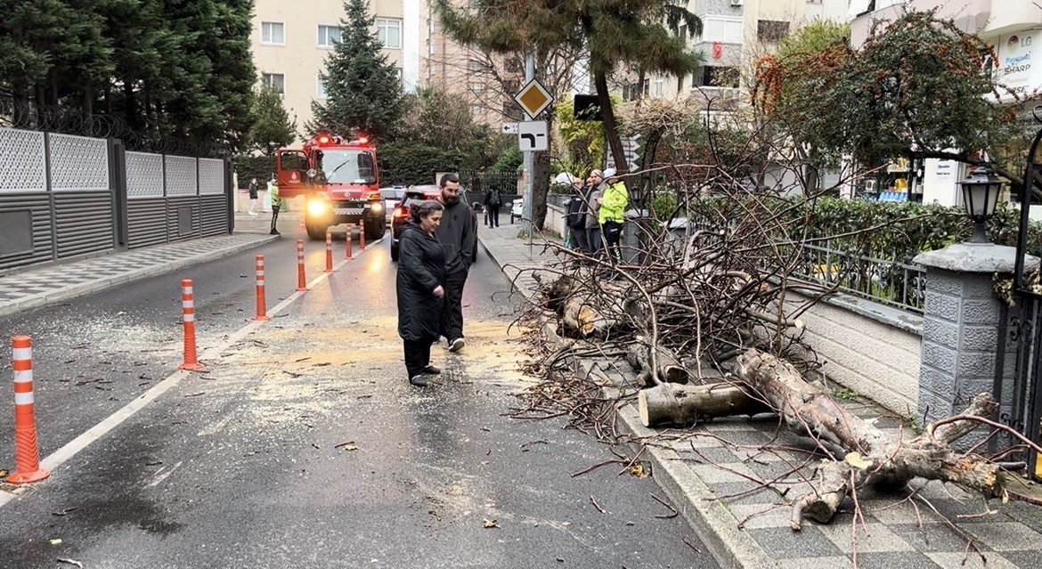 kadikoyde yola devrilen agac panige neden oldu 1 TOEcypUD