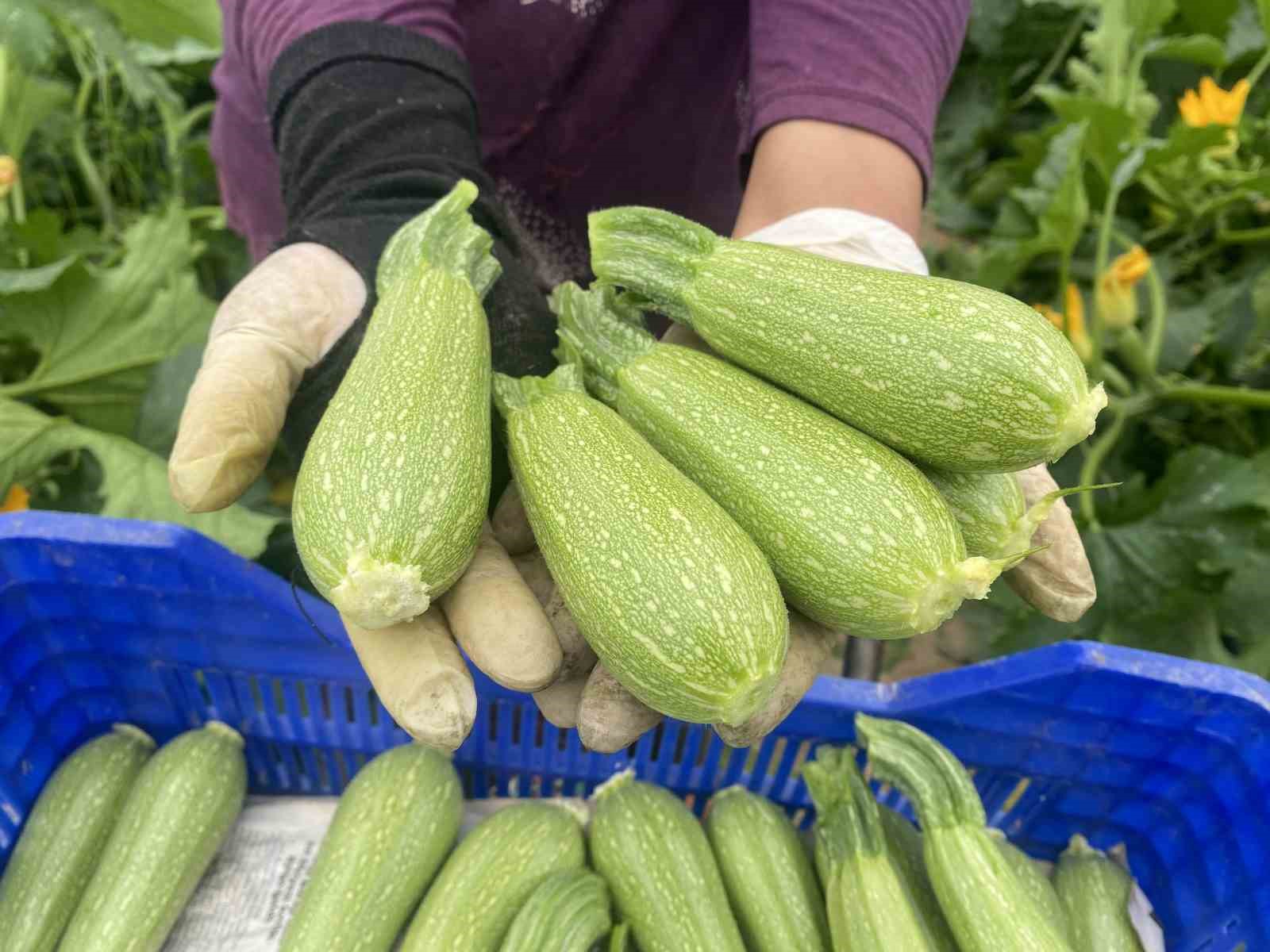 kadin ciftci hem uretiyor hem ihrac ediyor hem de pazarda satiyor 4 8Pkp9cJl