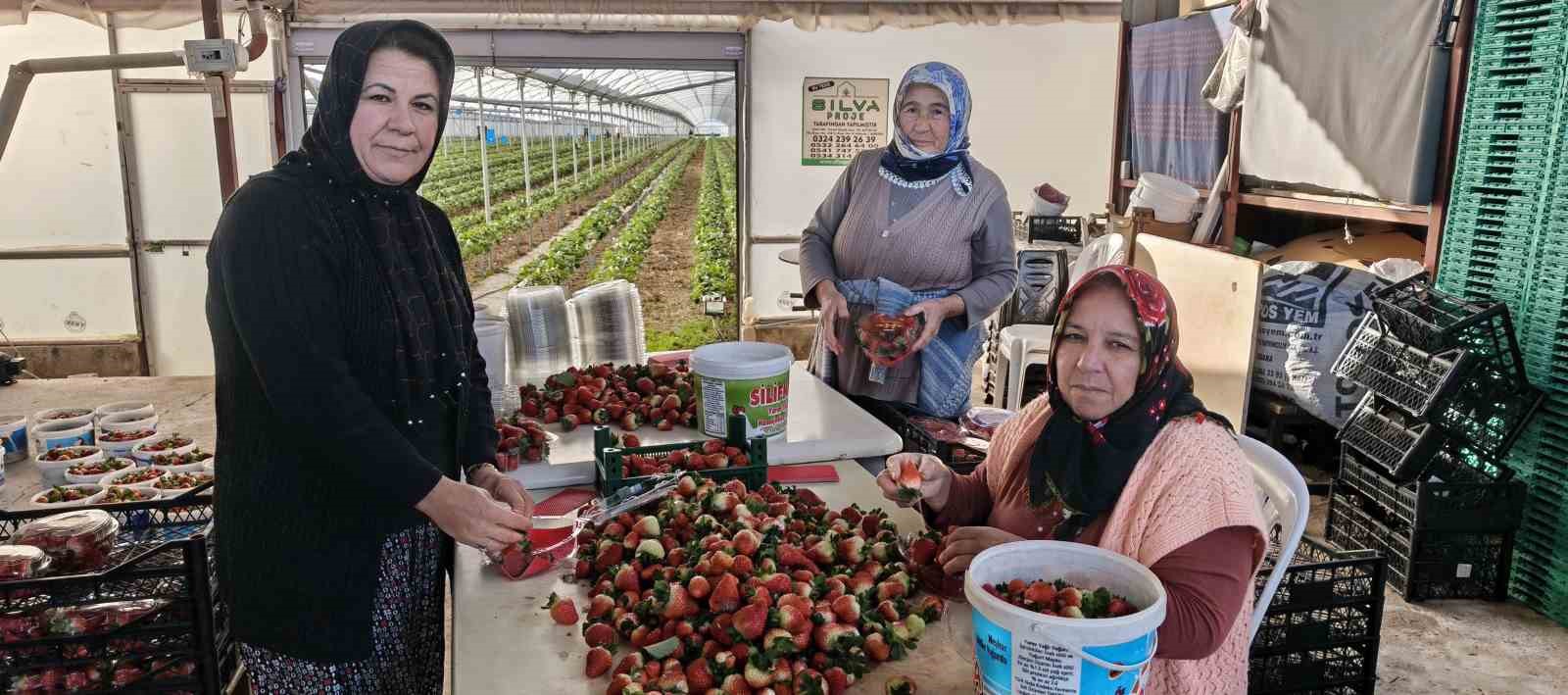 kadinlar gununu tarlada calisarak kutladilar 1 Nbsr28Ak