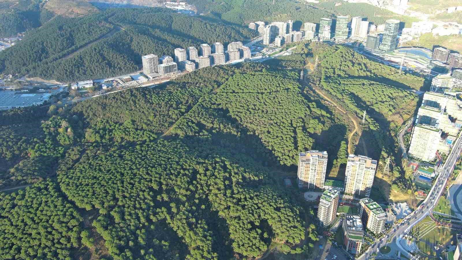 Kağıthane ’orman şehri’ oldu 7 kagithane orman sehri oldu 3 jM2H8edN