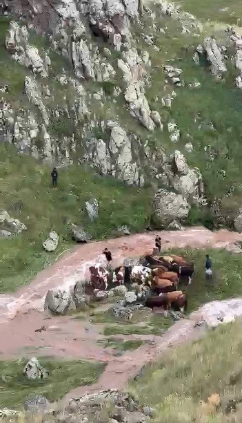 kagizmanda sele kapilan 5 buyukbas hayvan telef oldu 0 JCgCwMRl