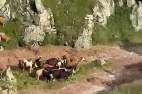 kagizmanda-sele-kapilan-5-buyukbas-hayvan-telef-oldu-DdGE7jVx.jpg
