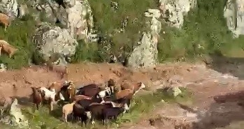 kagizmanda-sele-kapilan-5-buyukbas-hayvan-telef-oldu-DdGE7jVx.jpg