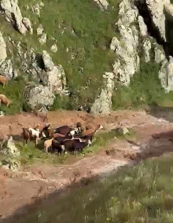 kagizmanda-sele-kapilan-5-buyukbas-hayvan-telef-oldu-DdGE7jVx.jpg