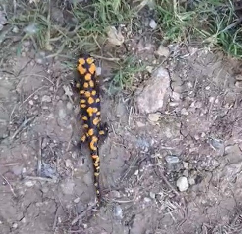 Kahramanmaraş’ta benekli semender görüntülendi 4 kahramanmarasta benekli semender goruntulendi 0 zDZaXJ2n
