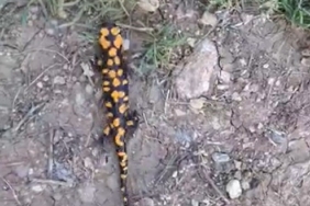 Rize’nin yayla yollarında kar temizleme çalışması devam ediyor 1 thumbnail