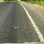 kahramanmarasta-bukalemuna-yol-veren-surucu-guldurdu-jsh95tnV.jpg