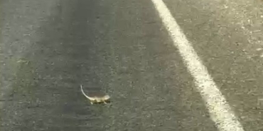 kahramanmarasta-bukalemuna-yol-veren-surucu-guldurdu-jsh95tnV.jpg