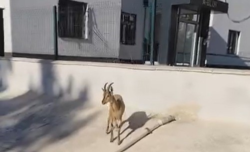 kahramanmarasta dag kecileri sitenin bahcesine kadar indi 0 cJBWkDZw