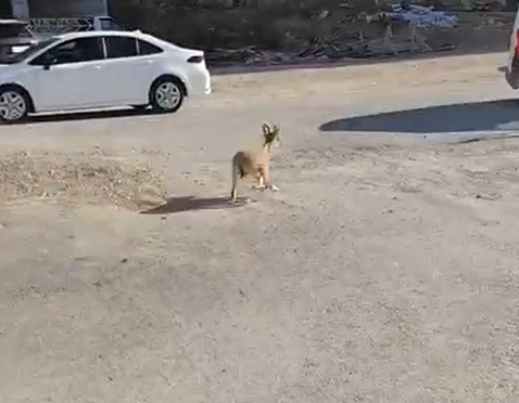 kahramanmarasta dag kecileri sitenin bahcesine kadar indi 1 PZFjse5O