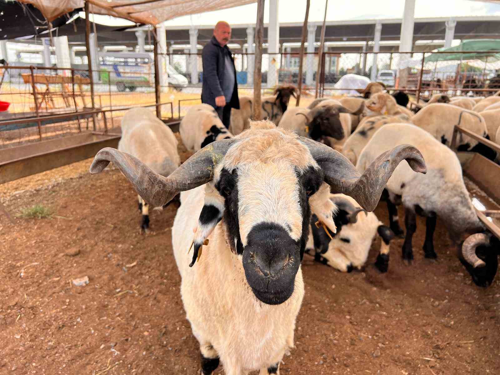 kahramanmarasta hayvan pazarinda sakinlik hakim 0 hL63iyBl
