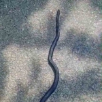 kahramanmarasta-kara-yilan-goruntuledi-1vU1skMq.jpg