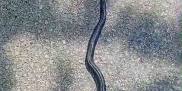 kahramanmarasta-kara-yilan-goruntuledi-1vU1skMq.jpg