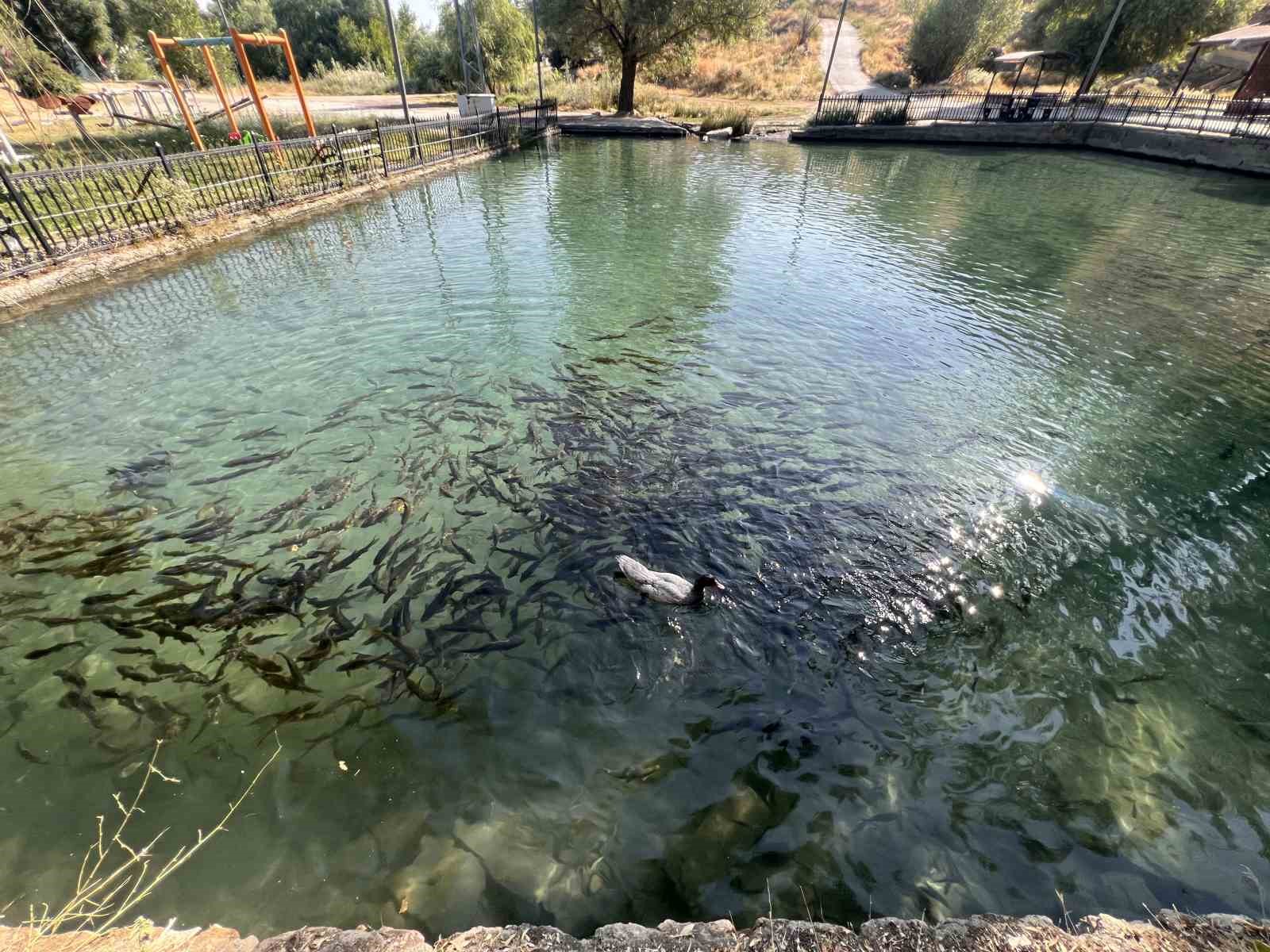 kahramanmarastaki balikli gol berrak suyu ve baliklariyla ziyaretcilerini agirliyor 2 LQSKKVyE