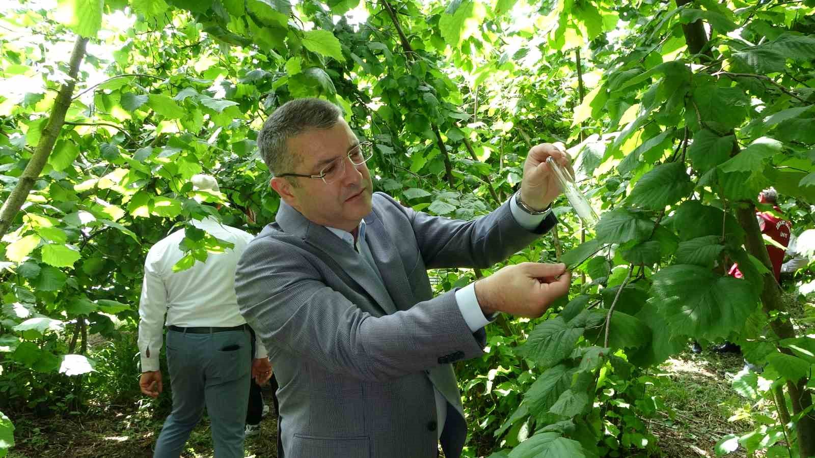 Kahverengi kokarcanın sonunu samuray arıları getirerek 8 kahverengi kokarcanin sonunu samuray arilari getirerek 4