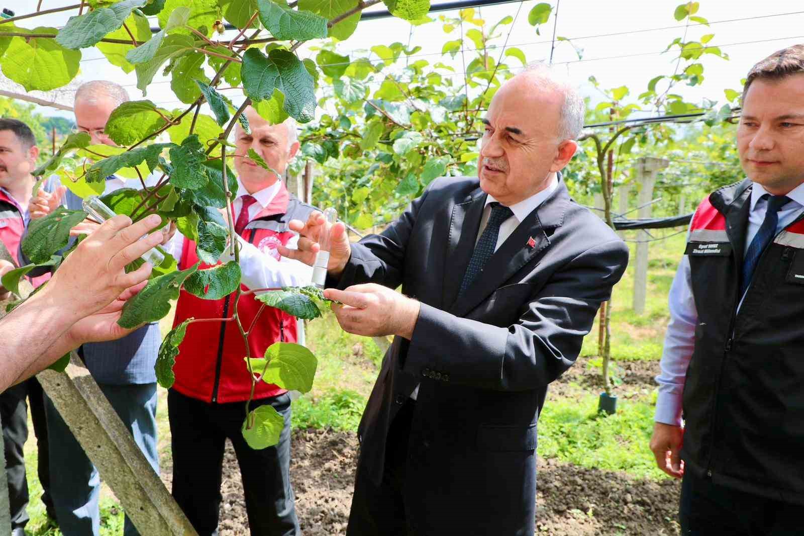 Kahverengi kokarcanın sonunu samuray arıları getirerek 10 kahverengi kokarcanin sonunu samuray arilari getirerek 6 NL75tC67
