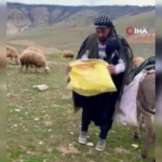kangal-coban-gelene-kadar-kirsalda-dogan-kuzuya-kendi-yavrusu-gibi-sahip-cikti-4XCaJPBq.jpg