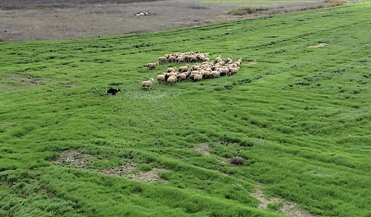 Kangal ve akbaştan sonra çobanlara hareketli ve heyecanlı yeni bir yardımcı geliyor 4 kangal ve akbastan sonra cobanlara hareketli ve heyecanli yeni bir yardimci geliyor 0 3D2H9UlH