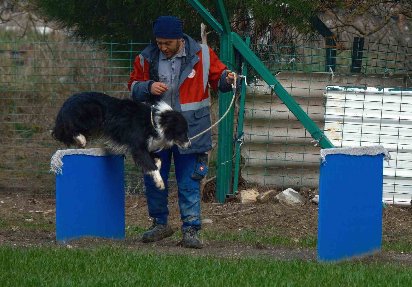 Kangal ve akbaştan sonra çobanlara hareketli ve heyecanlı yeni bir yardımcı geliyor 8 kangal ve akbastan sonra cobanlara hareketli ve heyecanli yeni bir yardimci geliyor 4 si2kBgmD