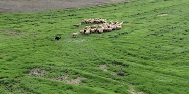 kangal-ve-akbastan-sonra-cobanlara-hareketli-ve-heyecanli-yeni-bir-yardimci-geliyor-KTt1LZrP.jpg